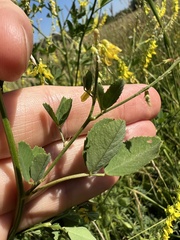 Melilotus officinalis