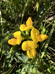 Lotus corniculatus