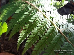 Polystichum setiferum