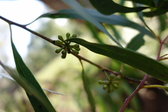 Eucalyptus arenicola