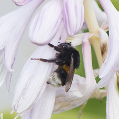 Bombus