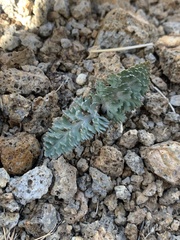 Vesper purpurascens