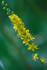 Agrimonia