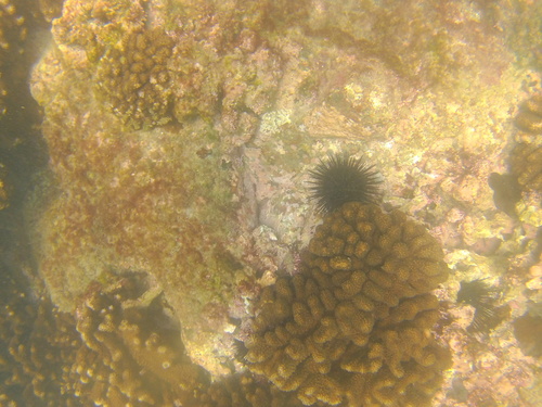 Echinometra vanbrunti image
