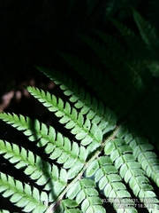 Polystichum setiferum