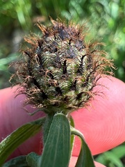 Centaurea phrygia