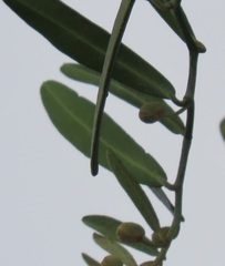 Capparis brassii