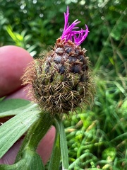 Centaurea phrygia