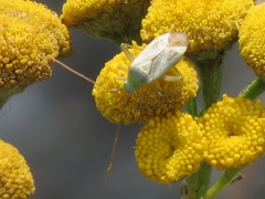 Adelphocoris