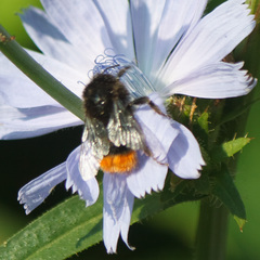 Bombus