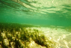 Sillaginodes punctatus