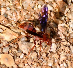 Poecilopompilus algidus