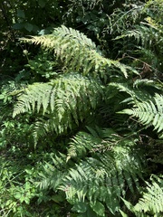 Athyrium filix-femina