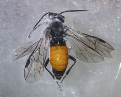 Dolerus aprilis