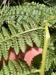 Athyrium filix-femina