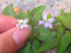 Viola inconspicua