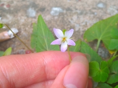 Viola inconspicua
