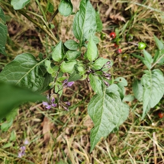 Solanum dulcamara