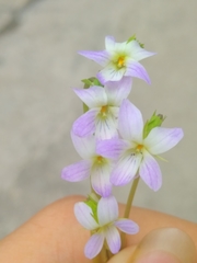 Viola inconspicua