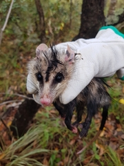 Didelphis albiventris