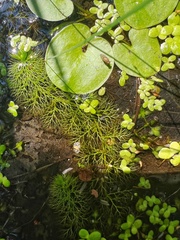 Utricularia australis