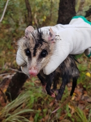 Didelphis albiventris