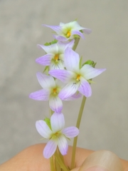 Viola inconspicua