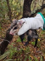 Didelphis albiventris