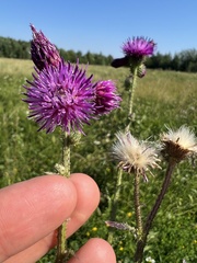 Carduus crispus