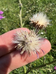 Carduus crispus