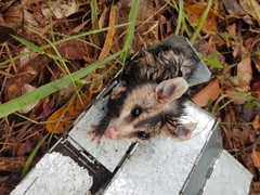 Didelphis albiventris