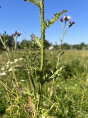 Carduus crispus