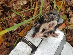 Didelphis albiventris