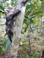 Didelphis albiventris