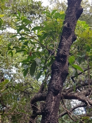 Didelphis albiventris