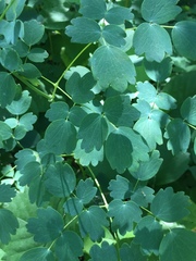 Thalictrum venulosum