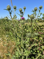 Cirsium vulgare
