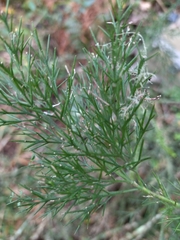Colletia spinosissima