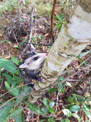 Didelphis albiventris