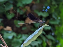 Calopteryx haemorrhoidalis