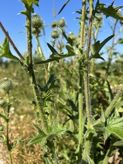 Cirsium vulgare