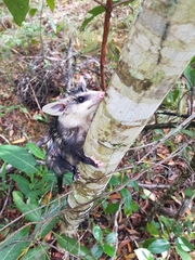 Didelphis albiventris