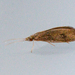Lepidostoma hirtum - Photo (c) artomaatta，保留部份權利CC BY-NC