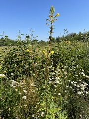 Oenothera rubricaulis