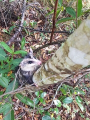 Didelphis albiventris