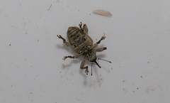 Curculio venosus