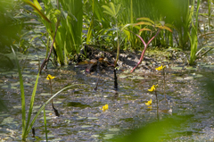 Utricularia australis