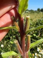 Oenothera rubricaulis