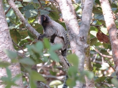 Callithrix penicillata