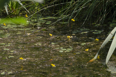 Utricularia australis